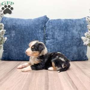 India, Australian Shepherd Puppy