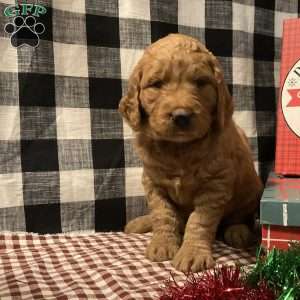 Alli, Goldendoodle Puppy