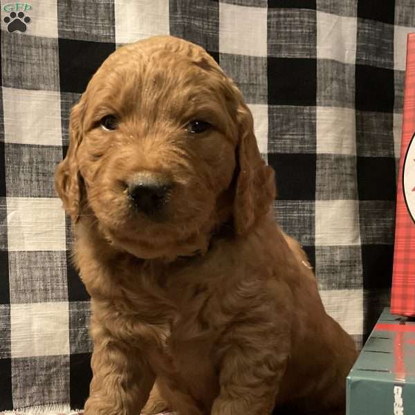 Alli, Goldendoodle Puppy