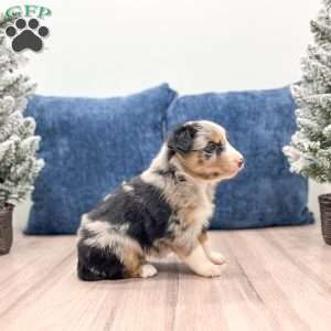 India, Australian Shepherd Puppy