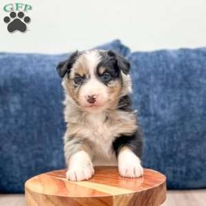 India, Australian Shepherd Puppy