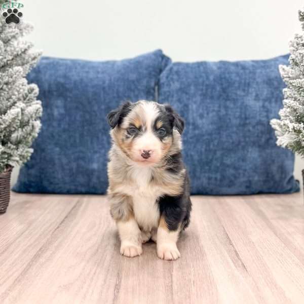 India, Australian Shepherd Puppy