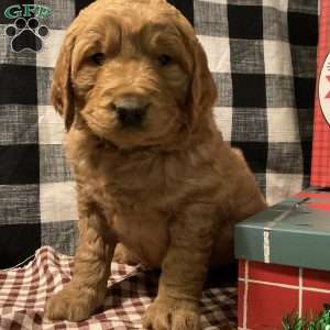 Audi, Goldendoodle Puppy