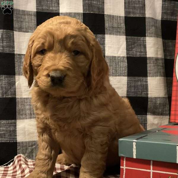 Audi, Goldendoodle Puppy