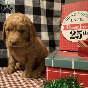 Asia, Goldendoodle Puppy