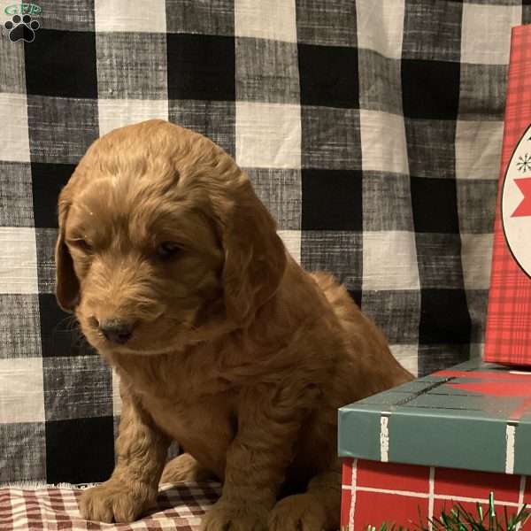 Asia, Goldendoodle Puppy