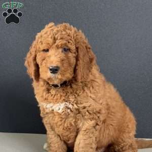 Frankie, Mini Goldendoodle Puppy