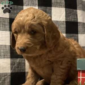 Asia, Goldendoodle Puppy