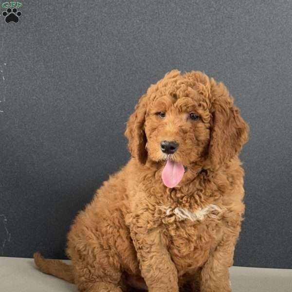 Frankie, Mini Goldendoodle Puppy