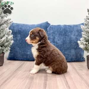 Bella, Australian Shepherd Puppy