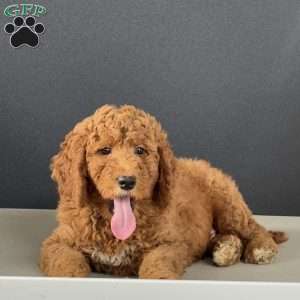 Frankie, Mini Goldendoodle Puppy