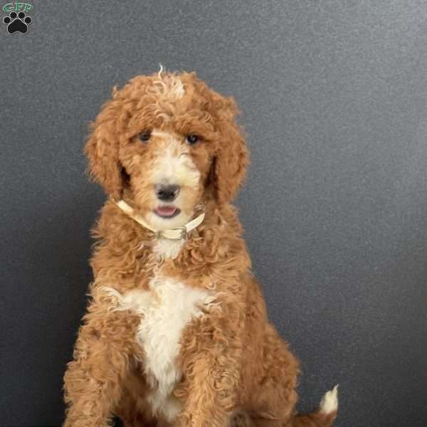 Lucy, Goldendoodle Puppy