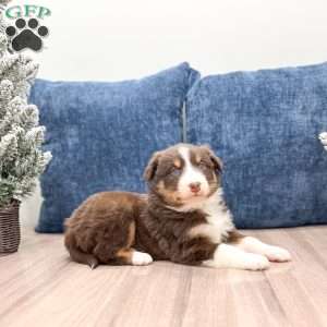 Bella, Australian Shepherd Puppy