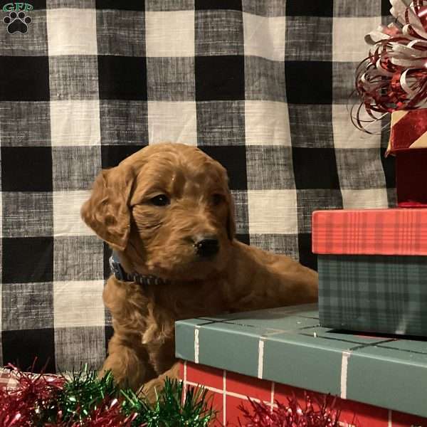 Blizzard, Goldendoodle Puppy