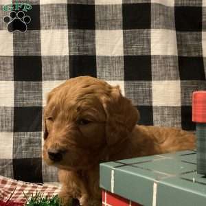 Blizzard, Goldendoodle Puppy