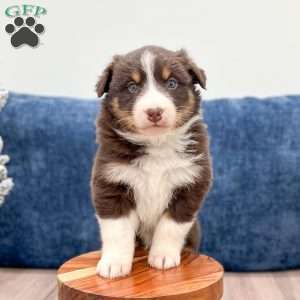 Bella, Australian Shepherd Puppy