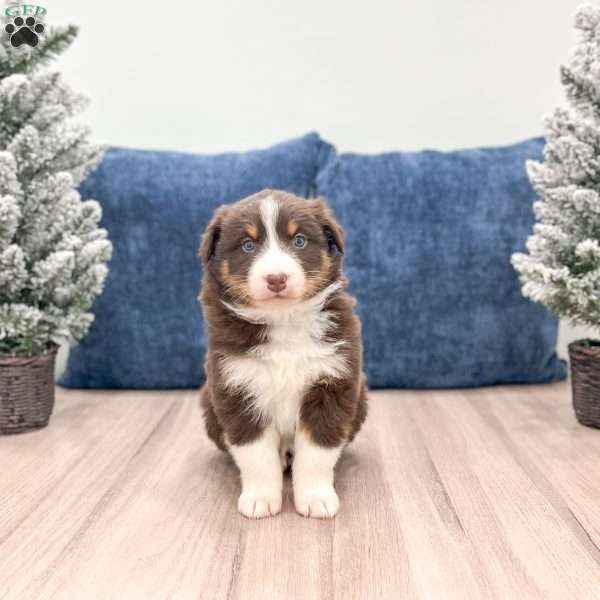 Bella, Australian Shepherd Puppy