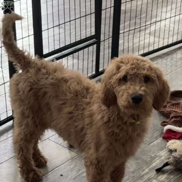 Abby, Goldendoodle Puppy