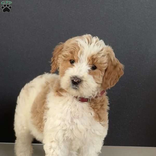 Emily, Goldendoodle Puppy