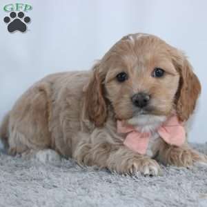 Gina, Cockapoo Puppy