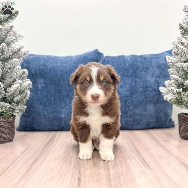 Nash, Australian Shepherd Puppy