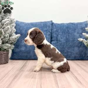 Ted, English Springer Spaniel Puppy