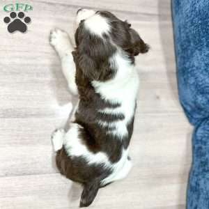 Ted, English Springer Spaniel Puppy