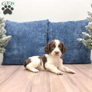 Ted, English Springer Spaniel Puppy