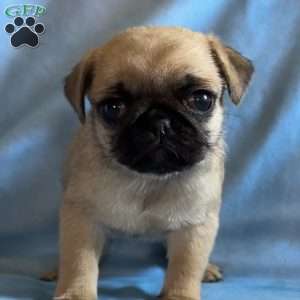 Pug Puppies For Sale - Greenfield Puppies