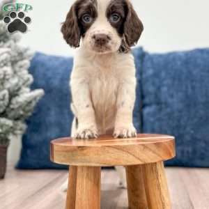 Ted, English Springer Spaniel Puppy