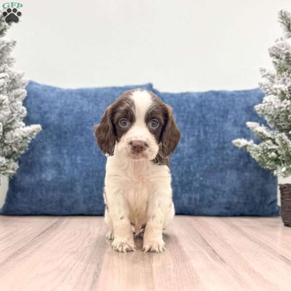 Ted, English Springer Spaniel Puppy