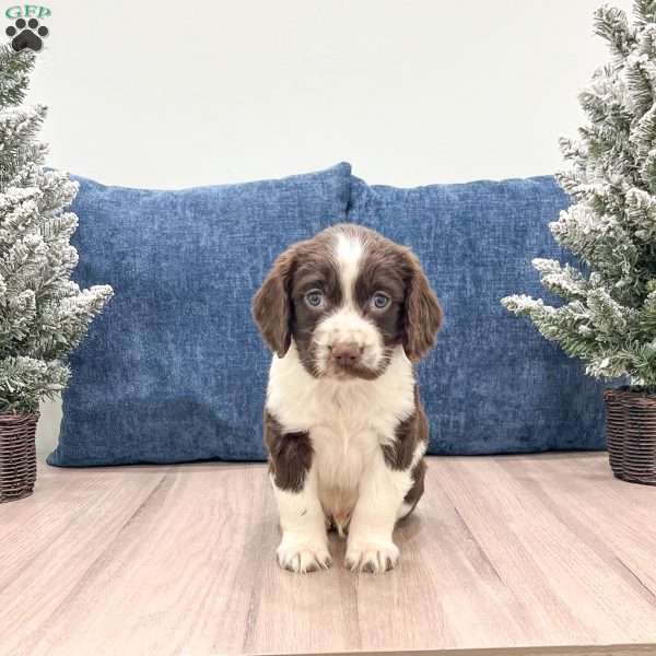 Rover, English Springer Spaniel Puppy