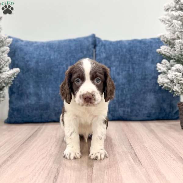 Rusty, English Springer Spaniel Puppy