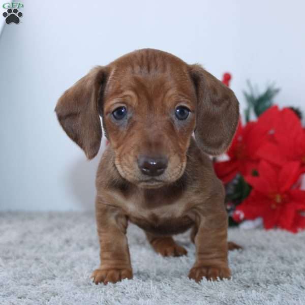 Hadria, Dachshund Puppy