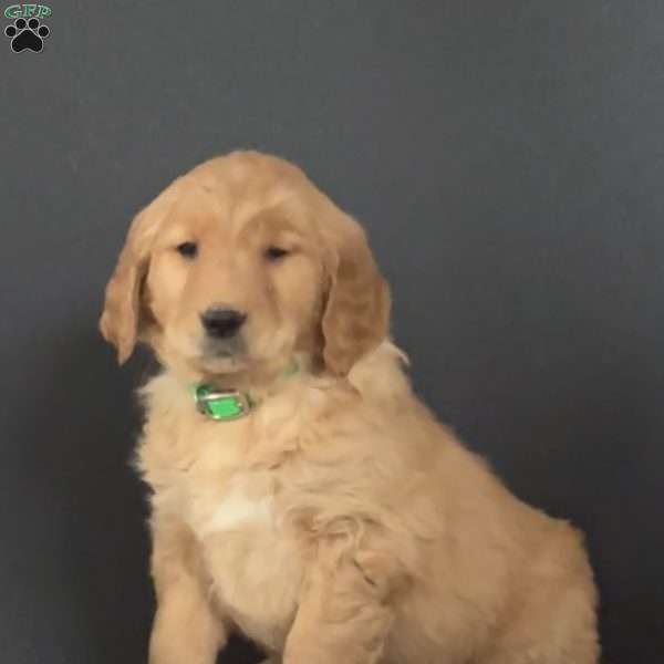 Nelson, Golden Retriever Puppy