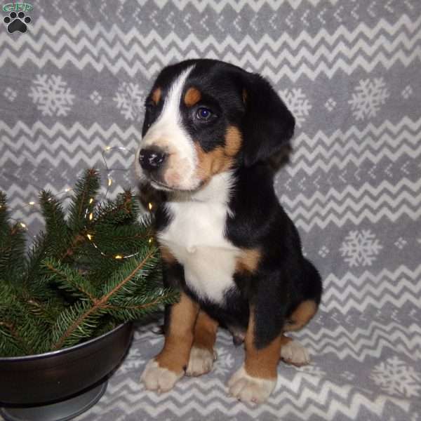 Max, Greater Swiss Mountain Dog Puppy