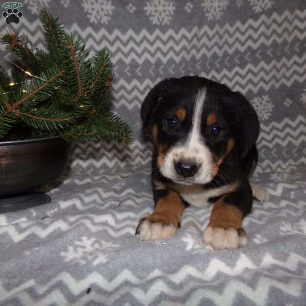 Bella, Greater Swiss Mountain Dog Puppy