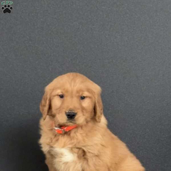 Nick, Golden Retriever Puppy