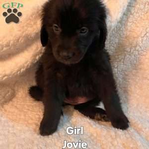 Jovi, Golden Newfie Puppy