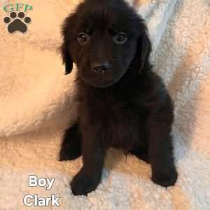 Clark, Golden Newfie Puppy