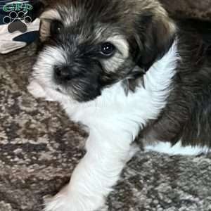 Jingle, Havanese Puppy