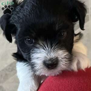 Noel, Havanese Puppy