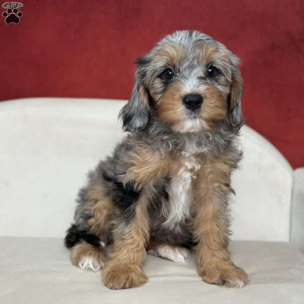 Faith, Cavapoo Puppy