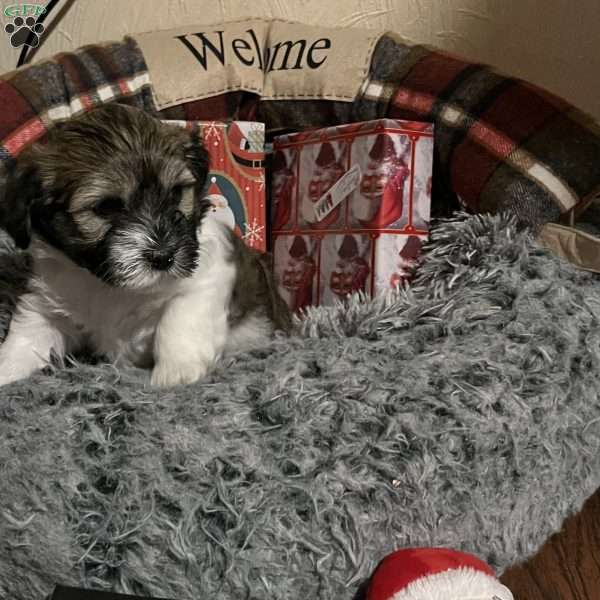 Jingle, Havanese Puppy