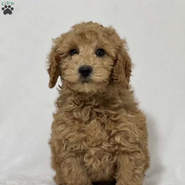 Tobby, Mini Goldendoodle Puppy