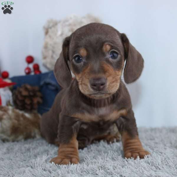 Haylee, Dachshund Puppy