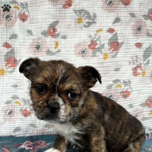 Tigger, French Bulldog Mix Puppy