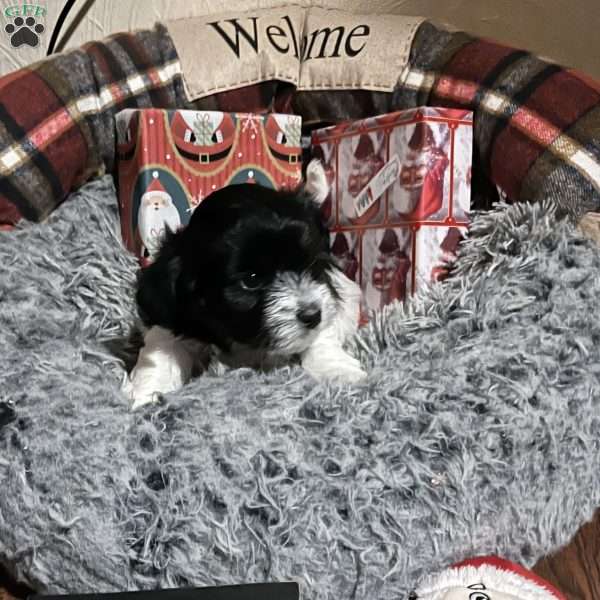 Noel, Havanese Puppy