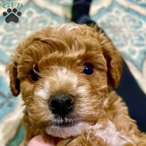 Chubs, Cavapoo Puppy