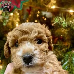 Chubs, Cavapoo Puppy